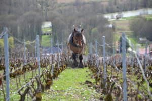 Le vigne di Georges Laval
