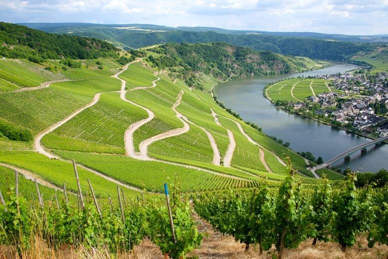 vigne riesling