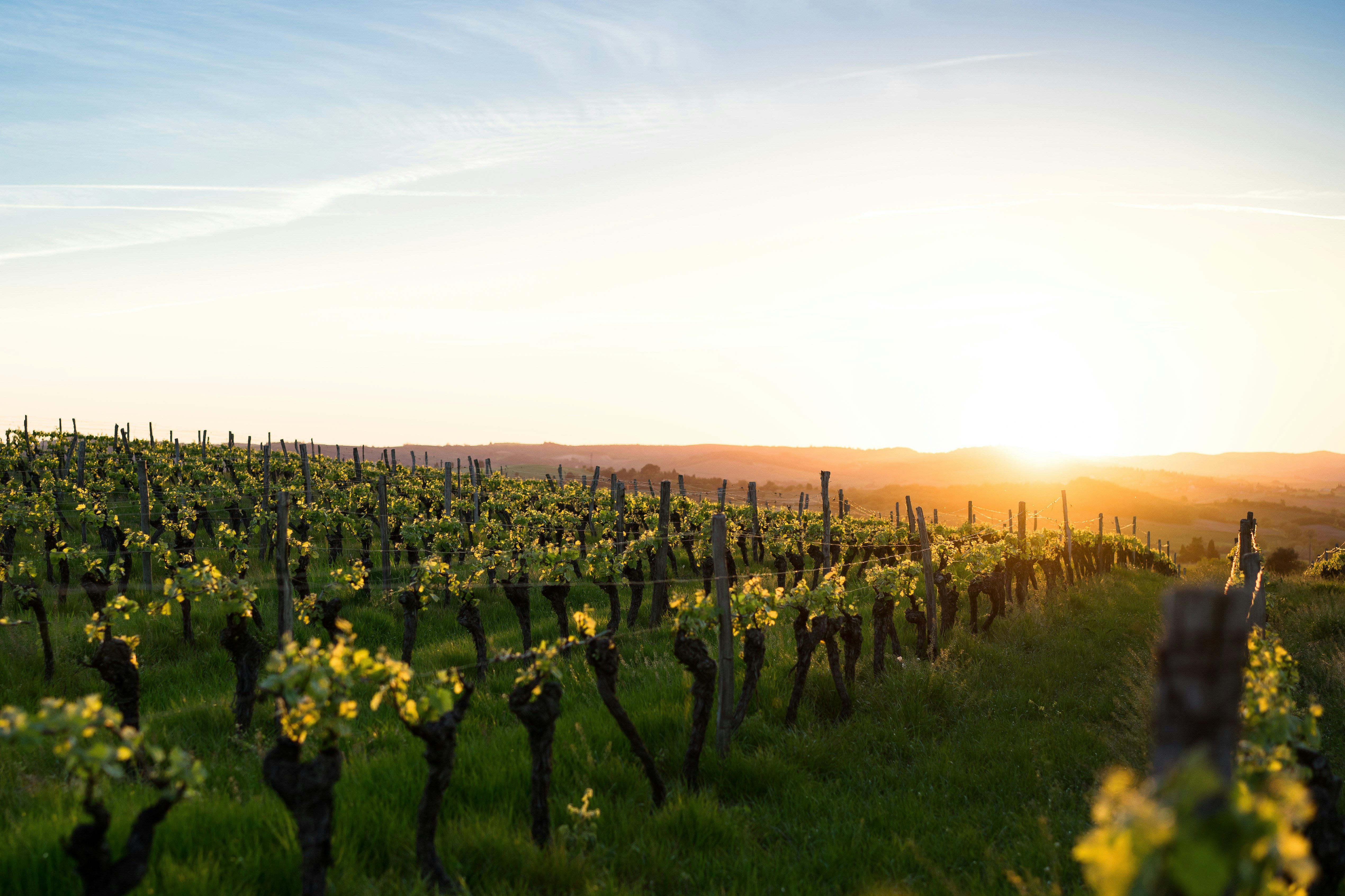 vigneto_francia